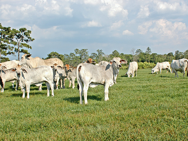 Genetics from Brahman cattle could help alter types and amounts of fat found in beef, Image by Becky Mills